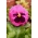 Banci taman bunga besar "Laura Swiss" - merah muda dengan titik - 320 biji - Viola x wittrockiana 