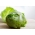 Айсберг "Трапер" - бледо зелени листа - 900 семена - Lactuca sativa L. 