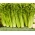 Cellery "Giant Pascal"- 진정한 거인; 잎 사탕 - 900 종 - Apium graveolens - 씨앗