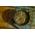 Chimenul anual "Sprinter"; Fenicul de meridian, chimenul persan - 1050 de semințe - Carum Carvi