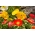 Zmes alpských makových odrôd; trpasličí mak - 800 semien - Papaver alpinum - semená