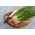 Ceapa de iarna "Kroll" - ardei verde, suculent si delicios - 125 de seminte - Allium fistulosum  - semințe