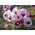 Large-flowered garden pansy "Tutti Frutti" - variety mix - 240 seeds