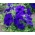 Pétunia híbrido - Doble Cascada - azul - 12 semillas - Petunia x hybrida pendula