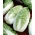 纳帕白菜“希尔顿” -  215粒种子 - Brassica pekinensis Rupr. - 種子