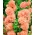 Hollyhock Chater's Double Salmon seemned - Althea rosea fl. pl. - 50 seemnet - Althaea rosea