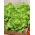 Salad hijau "Safir" - panen musim sejuk - 450 biji - Lactuca sativa L. var. Capitata - benih