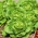 ग्रीनहाउस लेट्यूस "सफीर" - सर्दियों की फसल - 450 बीज - 