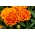 French marigold "Giant Bicolour" - mahogany-red with gold rim - 158 seeds