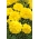 Cúc vạn thọ Pháp "Kora" - giống phát triển thấp, màu vàng chanh - Tagetes patula nana - hạt