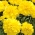 القطيفة الفرنسية "كورا" - مجموعة متنوعة منخفضة النمو والليمون الأصفر - Tagetes patula nana - ابذرة