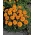 Французький календули "Кора" - низькорослий, оранжево-квітучий - Tagetes patula L. - насіння