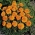 Marigold Prancis "Kora" - tumbuh rendah, berbunga oranye - Tagetes patula L. - biji