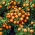 Marigold Perancis "Solan" - pelbagai tumbuh yang rendah - Tagetes patula L. - benih