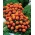 French marigold "Laura" - double-flowered, orange-mahogany variety