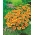 프랑스 메리 골드 "Ania"- 단일 꽃, 벌꿀 카마 인 다양성 - Tagetes patula nana  - 씨앗