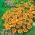 Marigold Prancis "Ania" - varietas bunga tunggal, madu-carmine - Tagetes patula nana  - biji