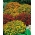Signet marigold "Starfire" - odrůda mix - 585 semen - Tagetes tenuifolia - semena