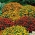 シグネットマリーゴールド「スターファイア」 - バラエティーミックス -  585種子 - Tagetes tenuifolia - シーズ