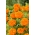 Large-flowered orange Mexican marigold "Mona"