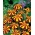Marigold Meksiko "Klaun" - varietas tumbuh tinggi - Tagetes erecta  - biji