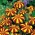 Мексиканські календули "Клаун" - високорослі сорти - Tagetes erecta  - насіння