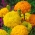 מקסיקני מקסיקני "פנטסטי" - תערובת מגוון; אצטק ציפורן חתול - 108 זרעים - Tagetes erecta 