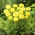 Glezna mexicană "Alaska" - galben pal - 540 de semințe -  Tagetes erecta
