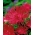 ستاره سوزنی گل سرخ "قرمز توپ" - 225 دانه - Callistephus chinensis 