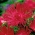 ستاره سوزنی گل سرخ "قرمز توپ" - 225 دانه - Callistephus chinensis 