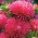 Igla-latica "Rosamunde" - ružičasta - 225 sjemenki - Callistephus chinensis  - sjemenke