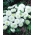 Карликова айстра "Альбіт" - біла - 225 насінин - Callistephus chinensis  - насіння