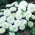 Карликова айстра "Альбіт" - біла - 225 насінин - Callistephus chinensis  - насіння