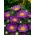 矮人翠菊“Pepite” - 紫色 - Callistephus chinensis  - 種子