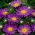 Trpasličí aster "Pepite" - fialová - Callistephus chinensis  - semená