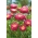 Princeska aster "Tristan" - rdeče-češnjevo rdeča - 225 semen - Callistephus chinensis  - semena