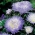 흰색 - 파랑 모란 aster - 500 종자 - Callistephus chinensis - 씨앗