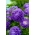 أستر مزهر من الفاوانيا "لازوريت" - 450 بذرة - Callistephus chinensis  - ابذرة