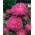 Brosura cu flori "Ofelia" - 450 de semințe - Callistephus chinensis 