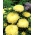 أستر زهر الفاوانيا "سوناتا" - 450 البذور - Callistephus chinensis  - ابذرة