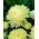 ดอกแอสเตอร์ "Sonata" ดอกโบตั๋นดอก - สีเหลืองครีม - 225 เมล็ด - Callistephus chinensis 