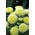 Pompom-flowered aster "Bolero" - yellow - 225 seeds