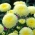 Pompom-kvetovaný aster "Bolero" - žltý - 225 semien - Callistephus chinensis  - semená