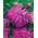 Asterul cu flori crizanteme "Ametyst" - violet pal - 450 de semințe - Callistephus chinensis 