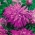 Aster hoa cúc "Ametyst" - tím nhạt - 450 hạt - Callistephus chinensis 