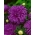 Chrysanthemum-flowered aster "Maja" - heather-purple - 450 biji - Callistephus chinensis  - benih
