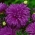 Bunga aster berbunga krisan "Maja" - heather-ungu - 450 biji - Callistephus chinensis 