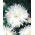 Хризантемист цвете астра "Опал" - бял - Callistephus chinensis  - семена