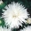 חרצית-פרחונית אסטר "אופל" - לבן - Callistephus chinensis  - זרעים