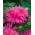 Crizanteme-flori aster "Pola" - roz - 450 de semințe - Callistephus chinensis 
